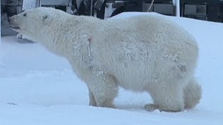 Inquisitive polar bear gets shot with a tranquilliser dart [upl. by Delila]