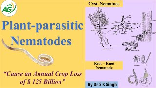 Plant parasitic Nematodes [upl. by Enyawd721]