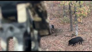 Bow hunting hogs with my Bowtech Solution SS [upl. by Eide]