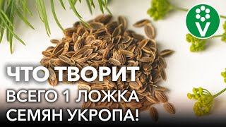 СЕМЕНА ЗДОРОВЬЯ Всего одна ложка СЕМЯН УКРОПА и организм как новенький [upl. by Dloreh]