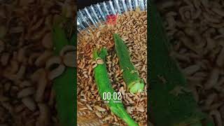 10000 Black Soldier Fly Larvae vs OKRA 🐛🐛🐛 MindBlowing Timelapse [upl. by Lowe]