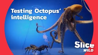 How clever is an octopus really  AI [upl. by Alper]