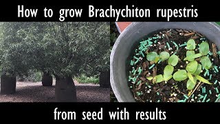 How to grow Brachychiton rupestris Queensland bottle tree from seed with results [upl. by Hindorff]