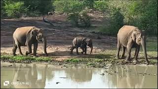 udawalawe safari with prabath 0094763537883 [upl. by Silliw]