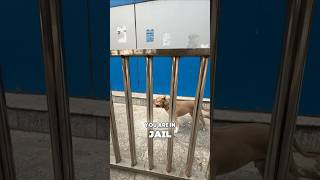 Can Bully👹escape this Jail🔒again 🫣🙈 amanandbully pitbulldog americanbully [upl. by Ahcmis]