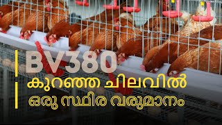 BV380 Chicks in kerala ph9496209612 [upl. by Bowlds]