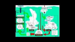 El Ciclo del Nitrógeno en un Acuario [upl. by Nosnibor277]