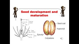 Seed development and maturation  A complete guide [upl. by Odradlig]