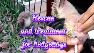 Rescue and treatment for hedgehogs  Thai Hedgehog [upl. by Eryt740]