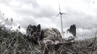 Rotmilan  Deutschlands heimlicher Wappenvogel [upl. by Ivers]