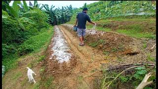 persiapan awal menanam melon di kebun hutan kalimantan hidup di hutan [upl. by Reinnej894]