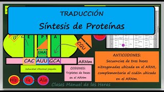 Síntesis de Proteínas TRADUCCIÓN de ARNm en los Ribosomas Explicación Resumen Biología Molecular [upl. by Analise]