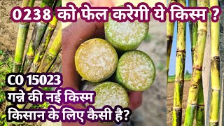 0238 से ज्यादा उत्पादन देगी गन्ने की नई अगेती किस्म  Co 15023 Sugarcane new Variety [upl. by Lotsirhc]