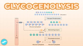 Glycogenolysis Glycogen Breakdown  Metabolism [upl. by Theall351]