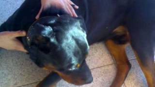 aggressione di 1 rottweilermp4 [upl. by Sybyl]