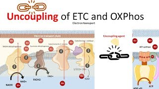 Uncoupling of electron transport chain from Oxphos [upl. by Meggy404]