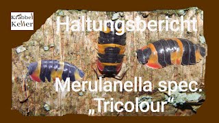 Haltungsbericht Merulanella spec „Tricolour“ [upl. by Cinderella]