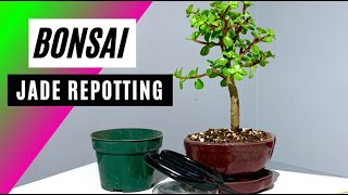 How To Repot A Jade Bonsai  Portulacaria afra [upl. by Eyde711]