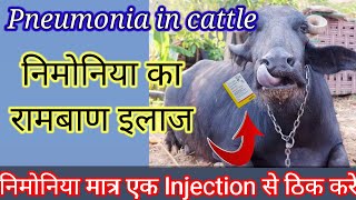 Pneumonia In Cattle  pneumonia treatment  pneumonia symptoms  पशु में निमोनिया का इलाज [upl. by Jurgen382]