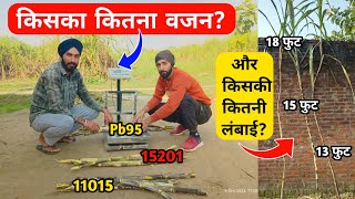 किसका कितना वजन और किसकी कितनी लंबाई 11015 15201 Pb95 ganna variety [upl. by Laws]