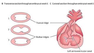 Embryology of the Heart  bulbus cordis ventricles and truncus arteriosus Dr Ahmed Farid [upl. by Scarrow192]