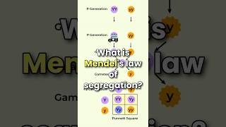 what is Mendel law of segregation [upl. by Avner]