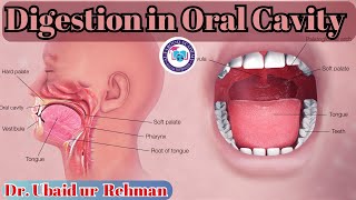 86 Digestion in Oral Cavity  Human Digestive System  Swallowing  Peristalsis Class 9  Biology [upl. by Adnilahs459]