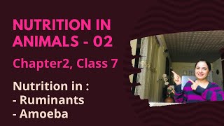 Nutrition in Animals  🐄 🐮Ruminants Amoeba 🦠 Part 2  Chapter 2  Class 7  CBSE  NCERT [upl. by Arreit]