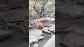 the thirsty P 652 tiger at pannatigerreserve savetiger wildlife animalsighting tigersighting [upl. by Dhiren]