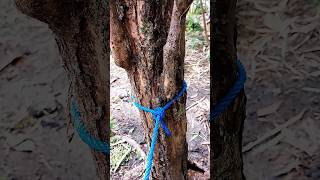 this knot is very strong survival outdoors knot rope homemade [upl. by Hamburger]