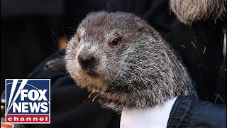 Punxsutawney Phil predicts early spring on Groundhog Day 2024 [upl. by Nilcaj]