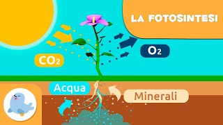 La fotosintesi delle piante  Scienze naturali per bambini [upl. by Ardnik]