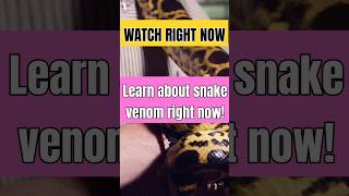 Learn about snake venom right now snakes venom facts wildlife [upl. by Barbur864]