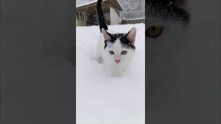 Bir kedi boyu kar yağdı  cat snow [upl. by Quiteri]