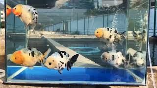 Goldfish kingdom  beautiful ranchu [upl. by Aivatnohs]