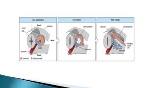 EMBRYOLOGIE Quatrième semaine du développement embryonnaire DR LAOUCHE [upl. by Larissa571]