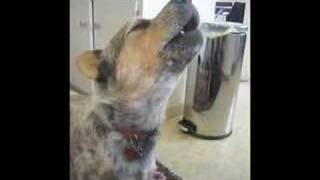 Milo the Cattle Dog Sings in the Kitchen [upl. by Oster]