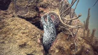 Diving Tayrona National Park Colombia [upl. by Giovanni737]