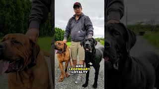 Top 3 Dog Breeds Banned In The USA [upl. by Erle949]