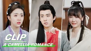 Clip You Worth Everything  A Camellia Romance EP09  许纯纯的茶花运  iQiyi [upl. by Bellda]