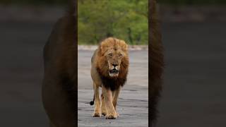 Muere el rey Skorokoro Nharhu male lion death shorts lions leão leon wildlife [upl. by Marcia]