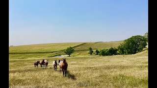 Newsam Ranch Estates for Sale in Murdo South Dakota [upl. by Trahern976]