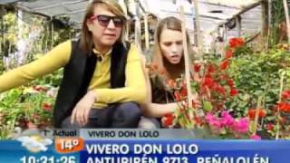 Plantas a muy bajos precios Toto y Vale te cuentan [upl. by Kciwdahc]