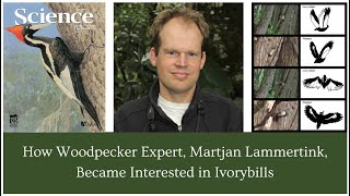 How Woodpecker Expert Martjan Lammertink Became Interested in Ivorybilled Woodpeckers [upl. by Eniarral955]