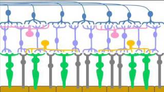 Retinal Cells amp Layers  Part 1 of a Patients Description of the Retina [upl. by Dario]