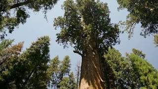 California 101 Sequoia amp Kings Canyon National Parks [upl. by Pollux]