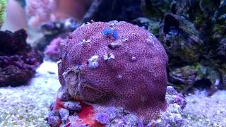 Porites amp Christmas Tree Worms [upl. by Danna549]