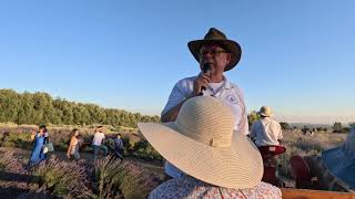 Lavender fieldsfarmFestival Cherry Valley guided wagon tour [upl. by Luy99]