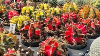 gymnocalycium mihanovichii [upl. by Stieglitz842]