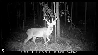 North Florida Wild Game Camera Captures [upl. by Felty255]